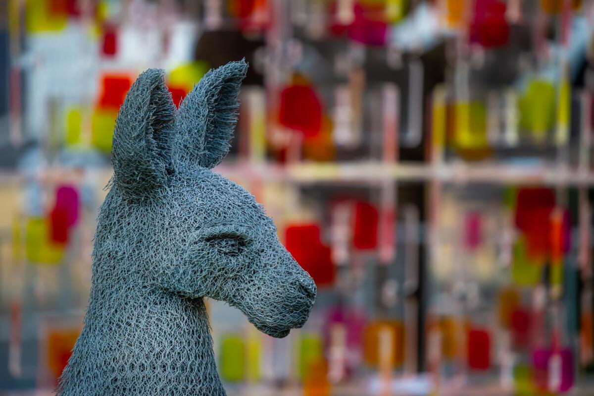 WALLABY_IVAN_LOVATT_2020904__Qld_Westerly_Swell_PBR_Images-38